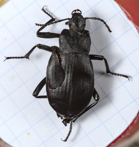 Blaps lethifera