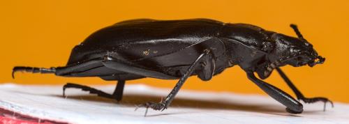 Blaps lethifera