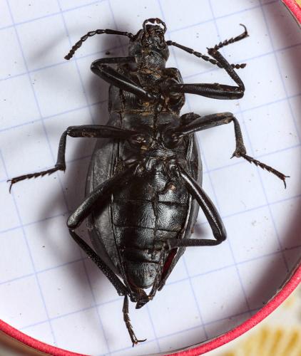 Blaps lethifera