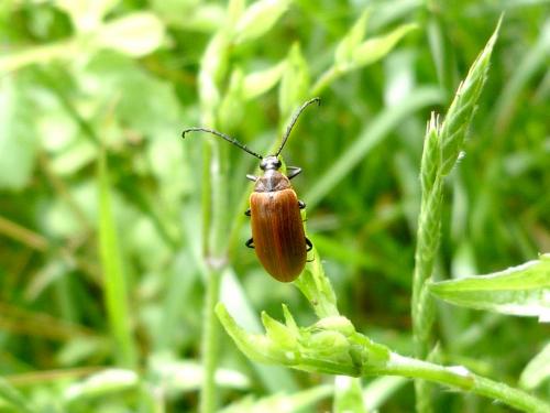 Réf. 286 104 : Pseudocistela ceramboides