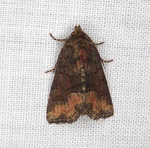Réf. 286 033 : Oligia sp.