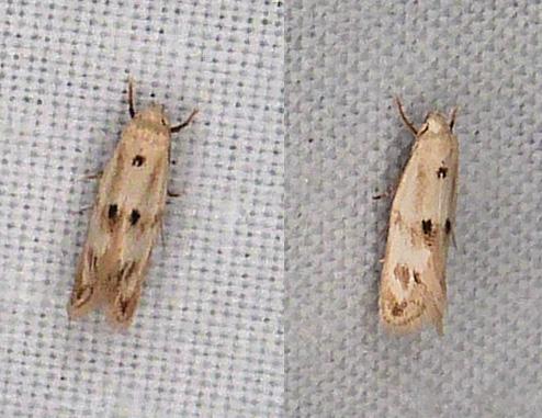 Elachista maculicerusella