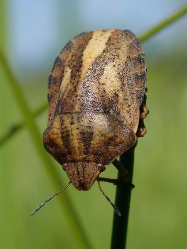 Réf. 286 655 : Eurygaster testudinaria