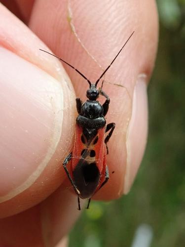 Peirates hybridus
