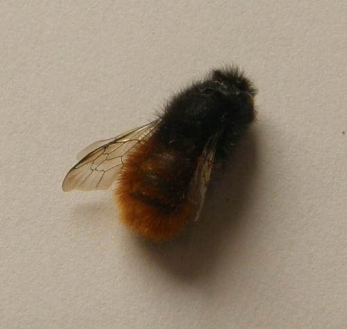 Osmia cornuta
