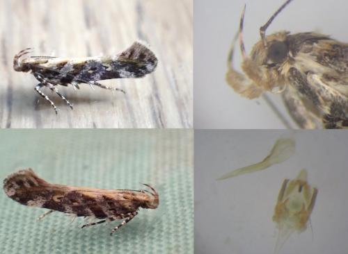 Aristotelia decoratella