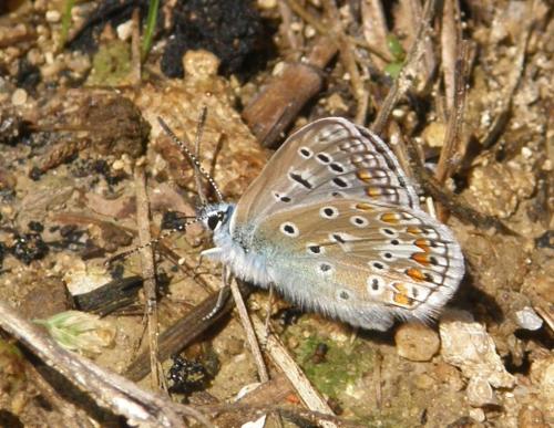 Polyommatus icarus