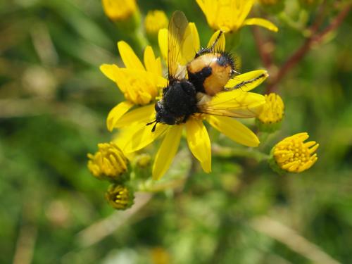 Réf. 286 482 : Peleteria rubescens