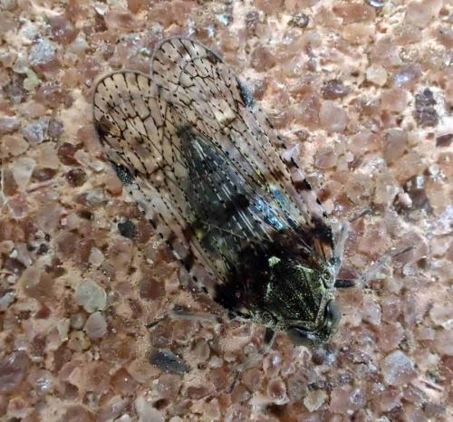 Cixius sp.
