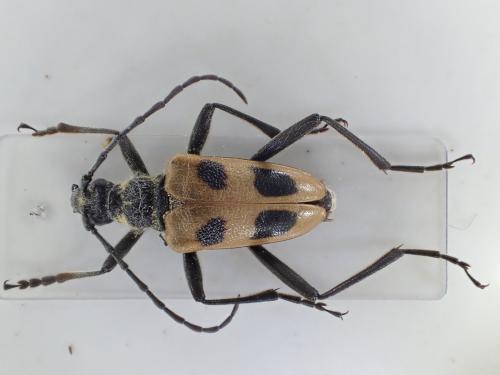 Réf. 286 488 : Pachyta quadrimaculata