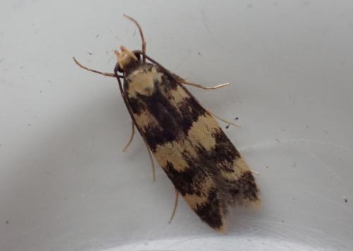 Réf. 286 822 : Oegoconia caradjai