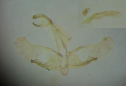 Réf. 286 823 : Oegoconia caradjai