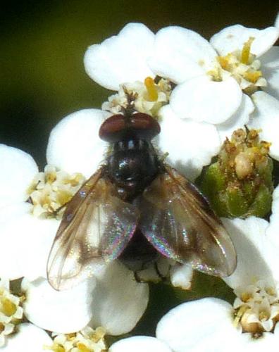 Phasia obesa