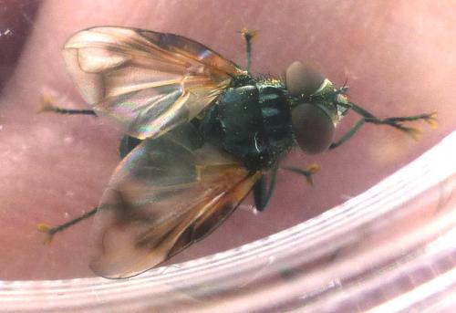 Phasia obesa