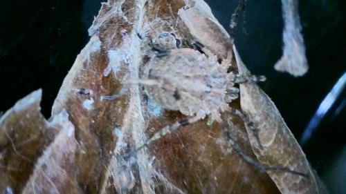Odiellus spinosus