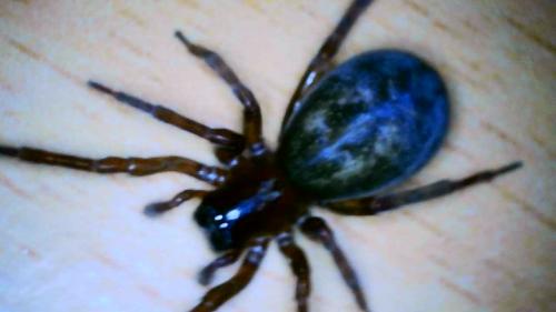 Réf. 286 011 : Amaurobius sp.