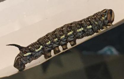 Réf. 286 500 : Sphinx pinastri