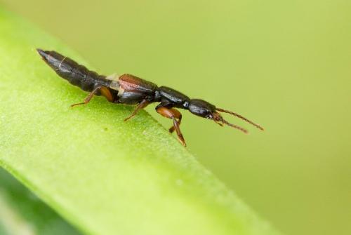 Réf. 286 726 : Lathrobium sp.