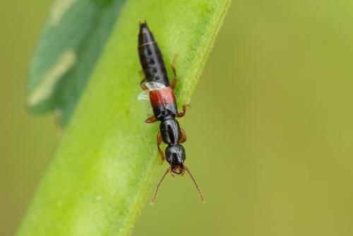 Réf. 286 725 : Lathrobium sp.