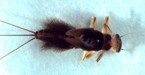 Thraulus bellus