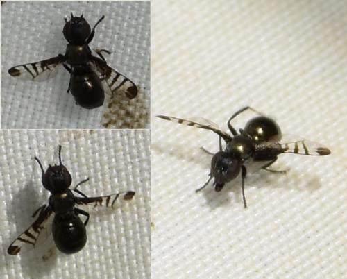 Rivellia syngenesiae