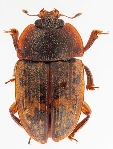 Phenolia picta