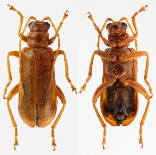 Réf. 286 697 : Hoplasoma unicolor