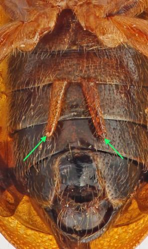 Hoplasoma unicolor