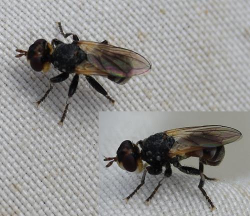 Thecophora sp.