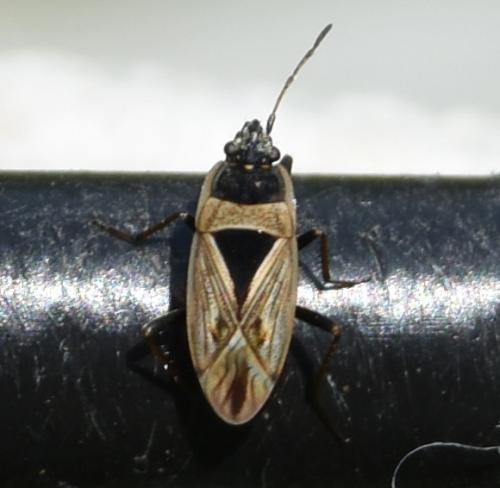 Réf. 286 022 : Xanthochilus quadratus