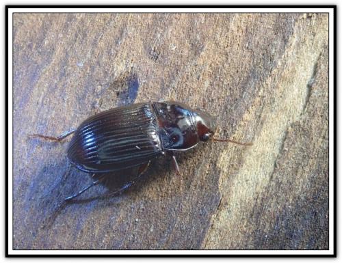 Amara sp.