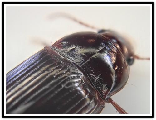 Amara sp.