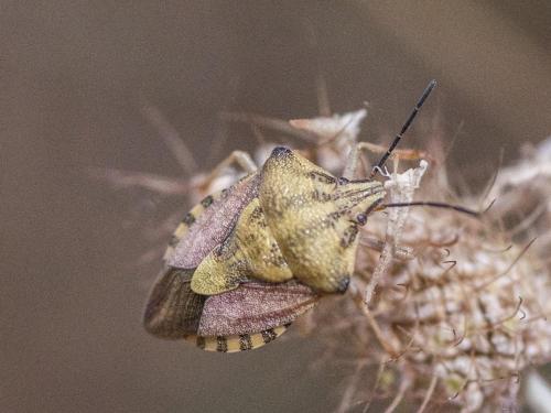 Réf. 286 184 : Carpocoris pudicus