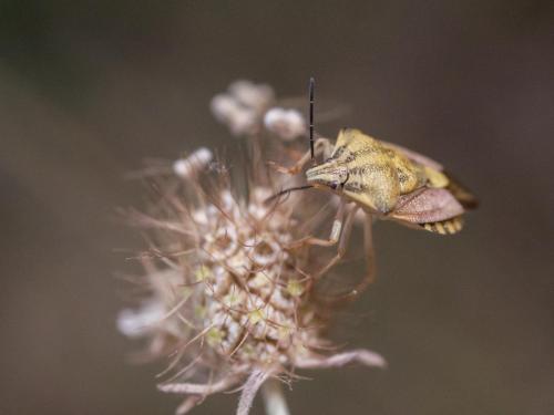 Carpocoris pudicus
