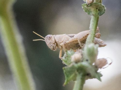 Pezotettix giornae