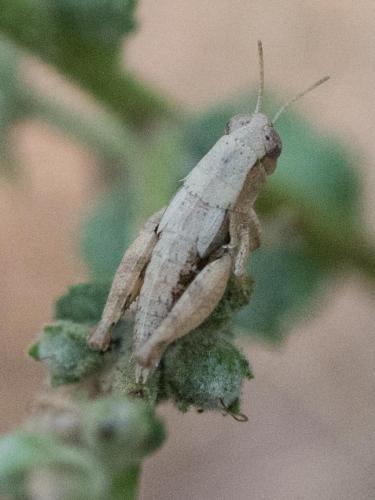 Pezotettix giornae
