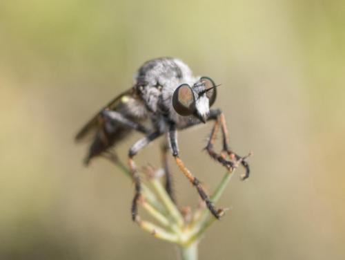 Réf. 286 605 : Heteropogon sp.