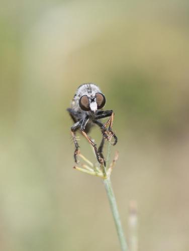 Réf. 286 606 : Heteropogon sp.