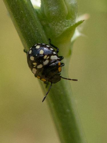 Réf. 286 660 : Nezara viridula