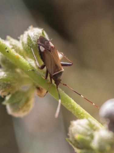 Réf. 286 657 : Adelphocoris vandalicus