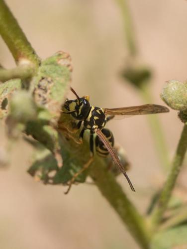 Polistes sp.
