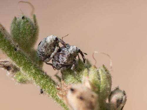 Cionus sp.