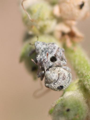Cionus sp.