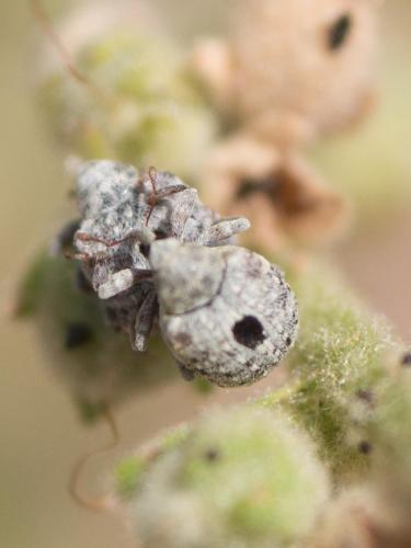 Cionus sp.