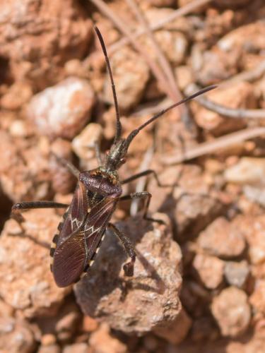 Réf. 286 872 : Leptoglossus occidentalis