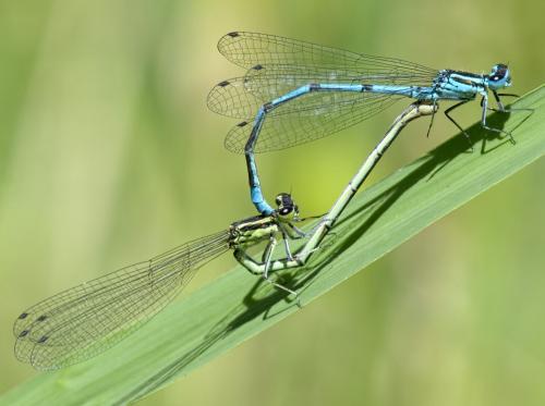 Coenagrion puella