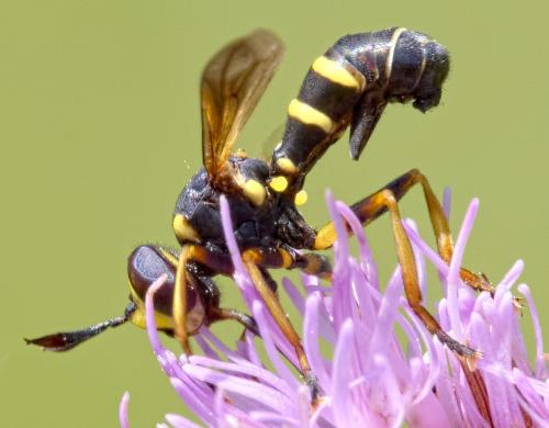 Conops flavipes