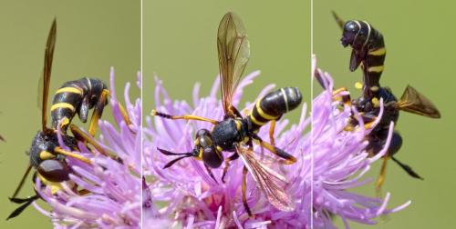 Réf. 286 107 : Conops flavipes