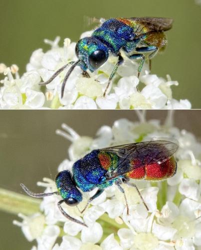 Réf. 286 158 : Chrysis scutellaris