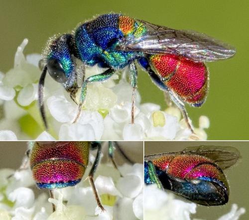 Réf. 286 157 : Chrysis scutellaris
